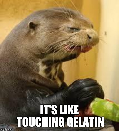 Disgusted Otter | IT'S LIKE TOUCHING GELATIN | image tagged in disgusted otter | made w/ Imgflip meme maker