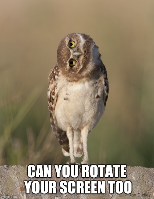 Rotate View Owl | CAN YOU ROTATE YOUR SCREEN TOO | image tagged in rotate view owl | made w/ Imgflip meme maker
