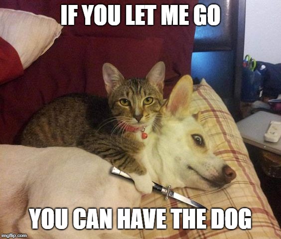 Cat knife Dog | IF YOU LET ME GO YOU CAN HAVE THE DOG | image tagged in cat knife dog | made w/ Imgflip meme maker