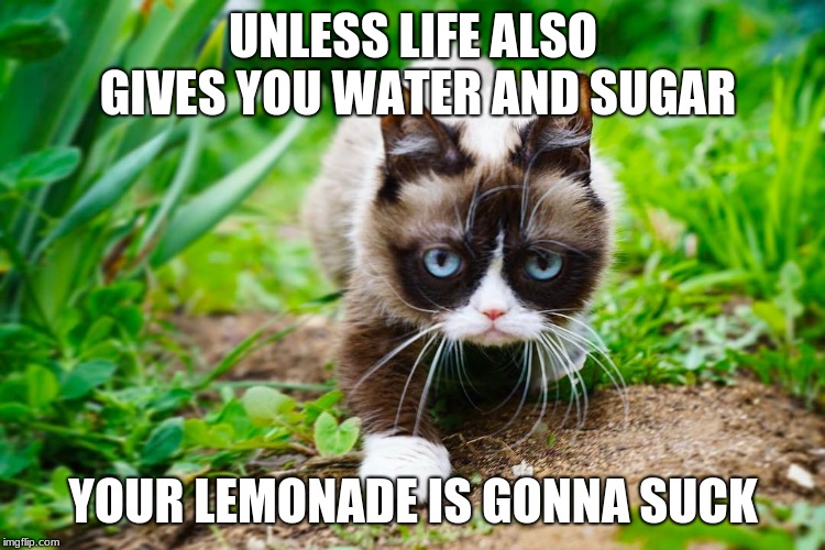 No Lemonade Stands | UNLESS LIFE ALSO GIVES YOU WATER AND SUGAR; YOUR LEMONADE IS GONNA SUCK | image tagged in memes,grumpy cat | made w/ Imgflip meme maker