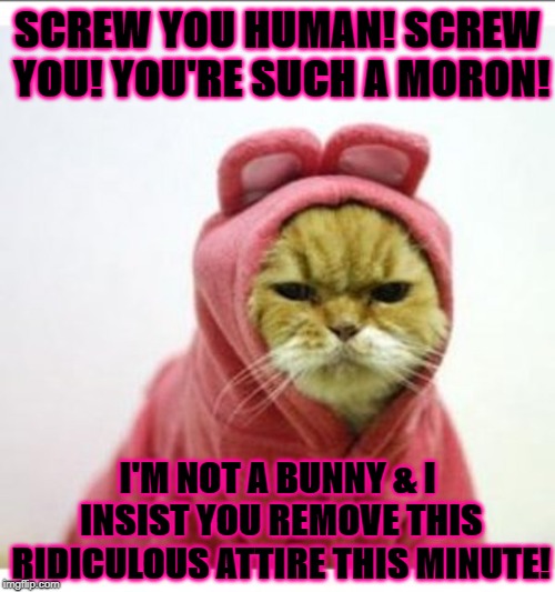SCREW YOU HUMAN! SCREW YOU! YOU'RE SUCH A MORON! I'M NOT A BUNNY & I INSIST YOU REMOVE THIS RIDICULOUS ATTIRE THIS MINUTE! | image tagged in screw you | made w/ Imgflip meme maker