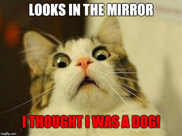 Scared Cat Meme | LOOKS IN THE MIRROR; I THOUGHT I WAS A DOG! | image tagged in memes,scared cat | made w/ Imgflip meme maker
