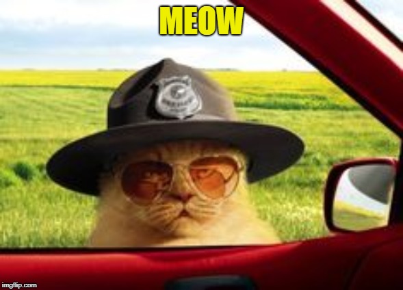 Cat Cop | MEOW | image tagged in cat cop | made w/ Imgflip meme maker