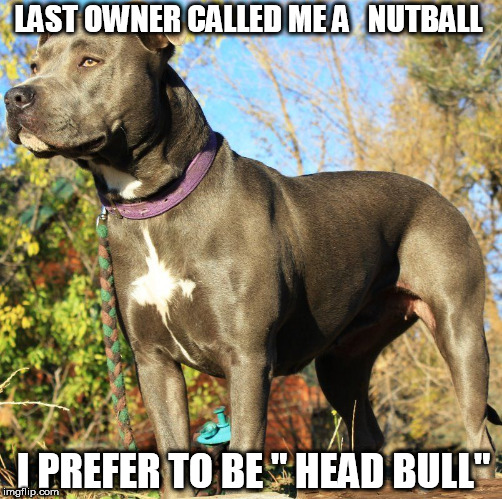 LAST OWNER CALLED ME A   NUTBALL I PREFER TO BE " HEAD BULL" | made w/ Imgflip meme maker