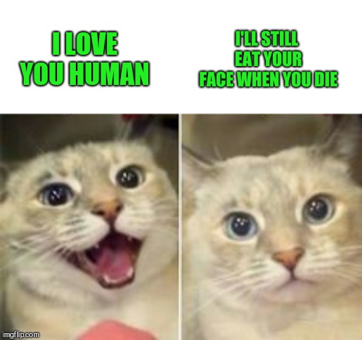 I'LL STILL EAT YOUR FACE WHEN YOU DIE; I LOVE YOU HUMAN | image tagged in cat,steve harvey laughing serious | made w/ Imgflip meme maker