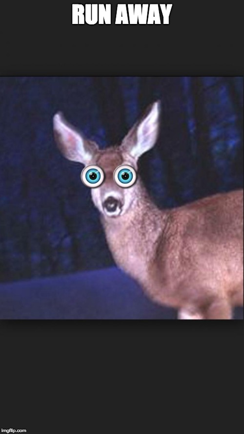 deer in headlights | RUN AWAY | image tagged in deer in headlights | made w/ Imgflip meme maker