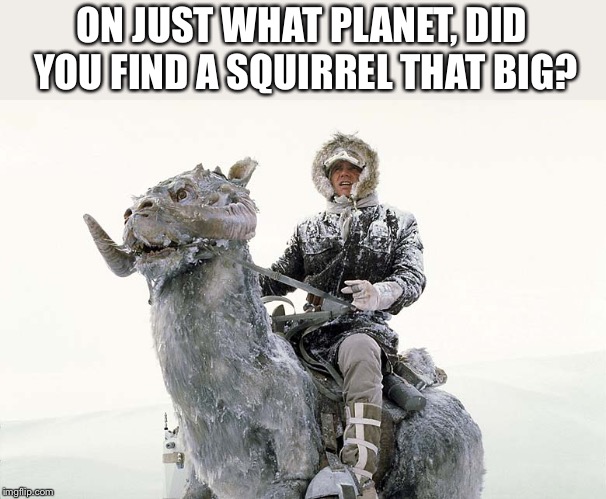 Han Solo hoth snow | ON JUST WHAT PLANET, DID YOU FIND A SQUIRREL THAT BIG? | image tagged in han solo hoth snow | made w/ Imgflip meme maker