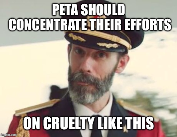 Captain Obvious | PETA SHOULD CONCENTRATE THEIR EFFORTS ON CRUELTY LIKE THIS | image tagged in captain obvious | made w/ Imgflip meme maker