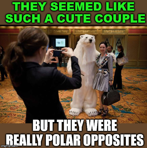 Giving Polar opposites a different meaning. | THEY SEEMED LIKE SUCH A CUTE COUPLE; BUT THEY WERE REALLY POLAR OPPOSITES | image tagged in polar bear,dating,funny meme,couples | made w/ Imgflip meme maker