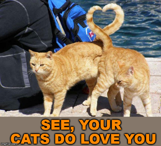 Cats actually love you | SEE, YOUR CATS DO LOVE YOU | image tagged in cats,i love you,cute cat,meme | made w/ Imgflip meme maker