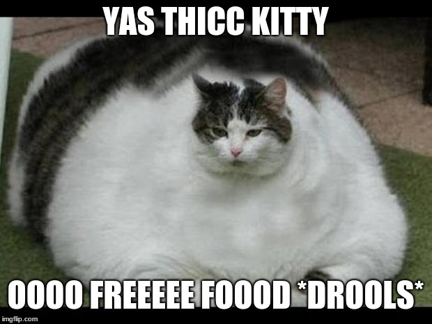 fat cat 2 | YAS THICC KITTY; OOOO FREEEEE FOOOD *DROOLS* | image tagged in fat cat 2 | made w/ Imgflip meme maker