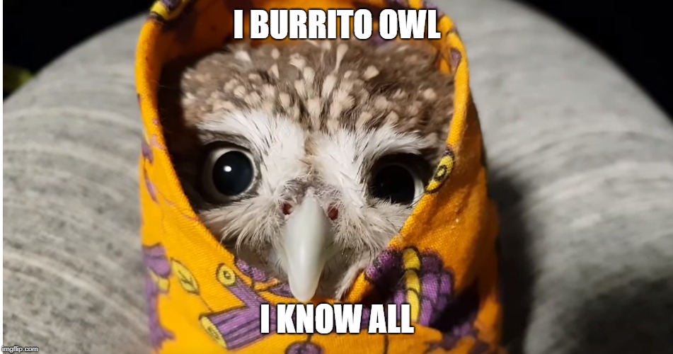 burrito owl | I BURRITO OWL; I KNOW ALL | image tagged in burrito,owls,owl,know | made w/ Imgflip meme maker