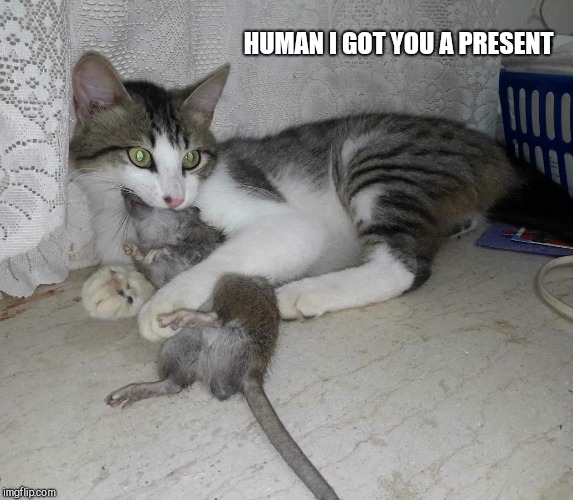 cat mouse gift | HUMAN I GOT YOU A PRESENT | image tagged in cat mouse gift | made w/ Imgflip meme maker