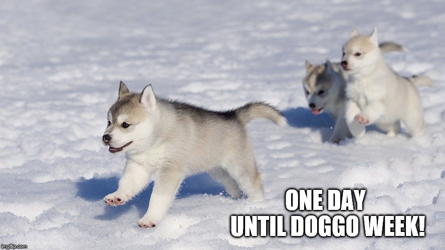 One day until doggo week! | ONE DAY UNTIL DOGGO WEEK! | image tagged in puppies,husky,doggo,doggo week,cute,meme | made w/ Imgflip meme maker