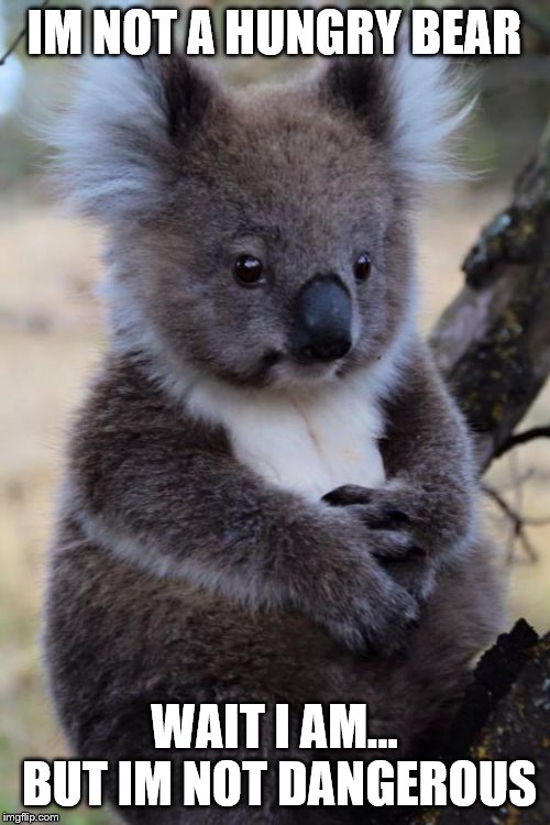 Innocent Koala | IM NOT A HUNGRY BEAR WAIT I AM... BUT IM NOT DANGEROUS | image tagged in innocent koala | made w/ Imgflip meme maker