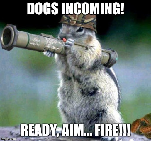 Bazooka Squirrel Meme | DOGS INCOMING! READY, AIM... FIRE!!! | image tagged in memes,bazooka squirrel | made w/ Imgflip meme maker
