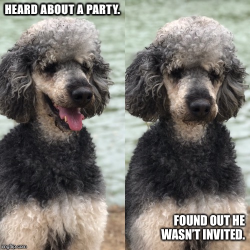 HEARD ABOUT A PARTY. FOUND OUT HE WASN’T INVITED. | image tagged in party,poodle,uninvited | made w/ Imgflip meme maker