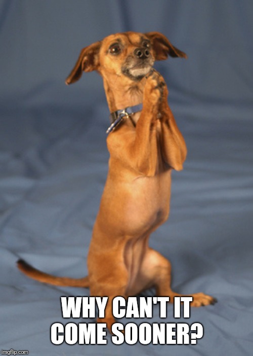 Begging dog | WHY CAN'T IT COME SOONER? | image tagged in begging dog | made w/ Imgflip meme maker