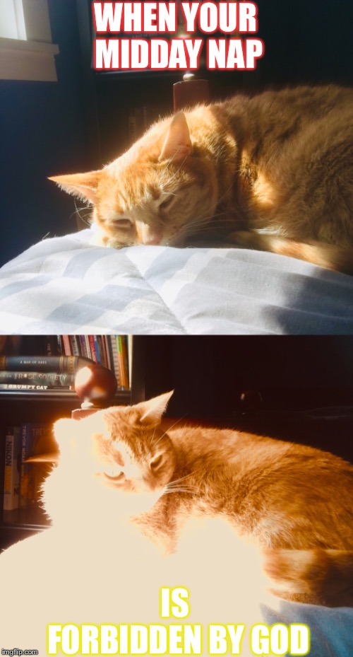 Thou shalt not rest | WHEN YOUR MIDDAY NAP; IS FORBIDDEN BY GOD | image tagged in cats,god,funny,funny memes | made w/ Imgflip meme maker