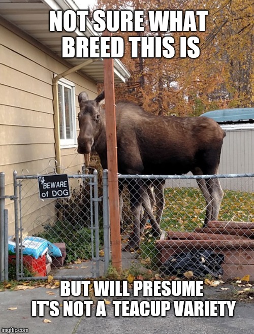 NOT SURE WHAT BREED THIS IS; BUT WILL PRESUME IT'S NOT A  TEACUP VARIETY | image tagged in beware of dog,humor,moose | made w/ Imgflip meme maker