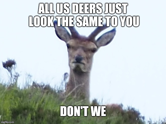 furious deer | ALL US DEERS JUST LOOK THE SAME TO YOU DON'T WE | image tagged in furious deer | made w/ Imgflip meme maker