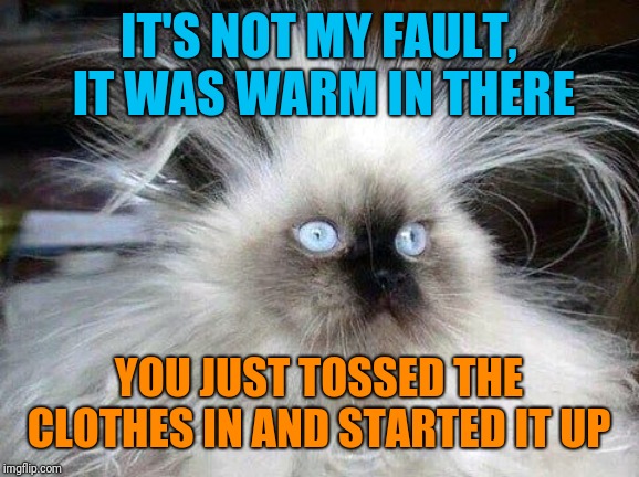 If a cat can't sleep in a comfortable spot without risk of humiliation... | IT'S NOT MY FAULT, IT WAS WARM IN THERE; YOU JUST TOSSED THE CLOTHES IN AND STARTED IT UP | image tagged in crazy hair cat,memes,cats,dirty laundry,first world problems cat,fear and loathing cat | made w/ Imgflip meme maker