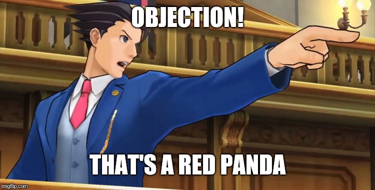 Objection2016 | OBJECTION! THAT'S A RED PANDA | image tagged in objection2016 | made w/ Imgflip meme maker