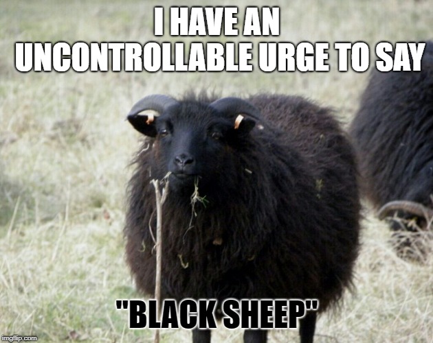 Black sheep | I HAVE AN UNCONTROLLABLE URGE TO SAY "BLACK SHEEP" | image tagged in black sheep | made w/ Imgflip meme maker
