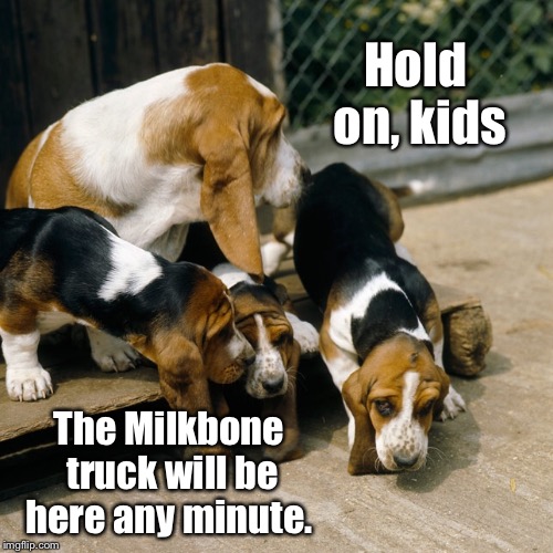 Millennial pups | Hold on, kids; The Milkbone truck will be here any minute. | image tagged in basset hound pups,milkbone truck,wait,mother | made w/ Imgflip meme maker