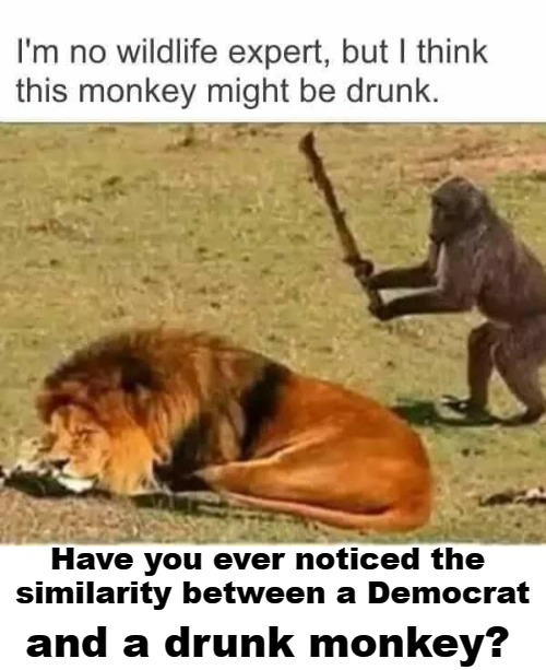 I'm no wildlife expert, but I think this monkey might be drunk. | Have you ever noticed the similarity between a Democrat; and a drunk monkey? | image tagged in wildlife expert,drunk monkey,democrats,control the moron population,spay  neuter your liberals | made w/ Imgflip meme maker