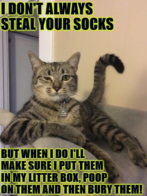 I DON'T ALWAYS STEAL YOUR SOCKS; BUT WHEN I DO I'LL MAKE SURE I PUT THEM IN MY LITTER BOX, POOP ON THEM AND THEN BURY THEM! | image tagged in i don't always | made w/ Imgflip meme maker