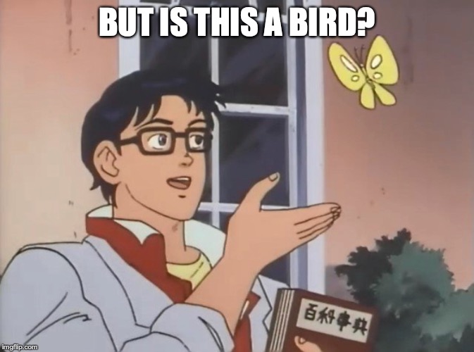 Is this a bird? | BUT IS THIS A BIRD? | image tagged in is this a bird | made w/ Imgflip meme maker
