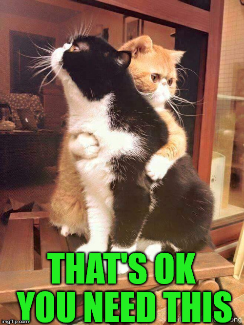 Sad cats | THAT'S OK YOU NEED THIS | image tagged in cats hugging | made w/ Imgflip meme maker