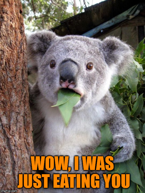 shocked koala | WOW, I WAS JUST EATING YOU | image tagged in shocked koala | made w/ Imgflip meme maker