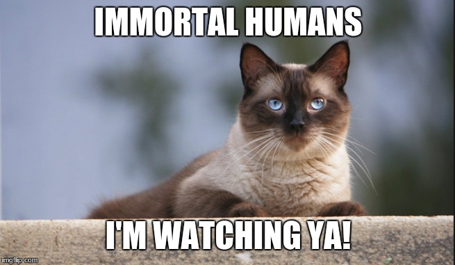 Immortal Humans | IMMORTAL HUMANS; I'M WATCHING YA! | image tagged in people,funny cats,memes | made w/ Imgflip meme maker