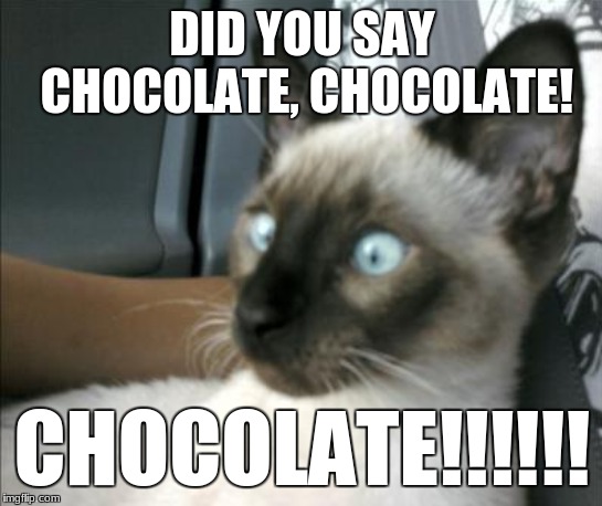 Chocolate Cat | DID YOU SAY CHOCOLATE, CHOCOLATE! CHOCOLATE!!!!!! | image tagged in cats,memes,chocolate,siamese cat | made w/ Imgflip meme maker
