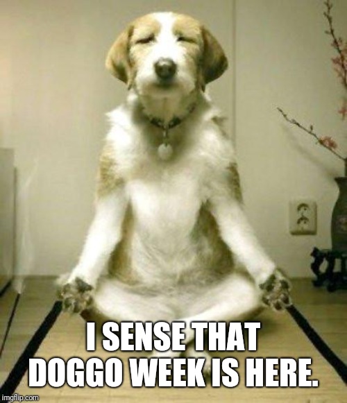 (Doggo week. A 1forpeace and Blaze_the_Blaziken event)  |  I SENSE THAT DOGGO WEEK IS HERE. | image tagged in yoga dog,doggo week | made w/ Imgflip meme maker