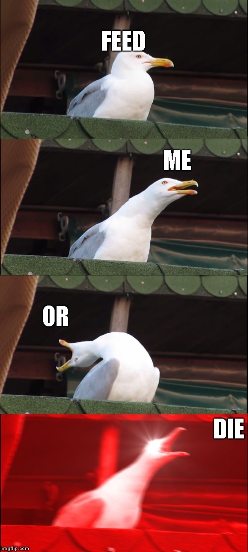 Inhaling Seagull Meme | FEED; ME; OR; DIE | image tagged in memes,inhaling seagull | made w/ Imgflip meme maker