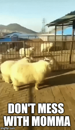 DON'T MESS WITH MOMMA | image tagged in gifs | made w/ Imgflip video-to-gif maker
