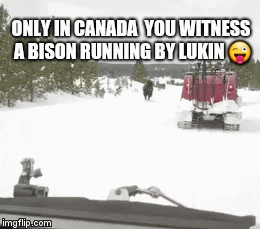 ONLY IN CANADA 
YOU WITNESS A BISON RUNNING BY LUKIN 😜 | image tagged in gifs | made w/ Imgflip video-to-gif maker