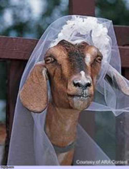 muslim goat | . | image tagged in muslim goat | made w/ Imgflip meme maker