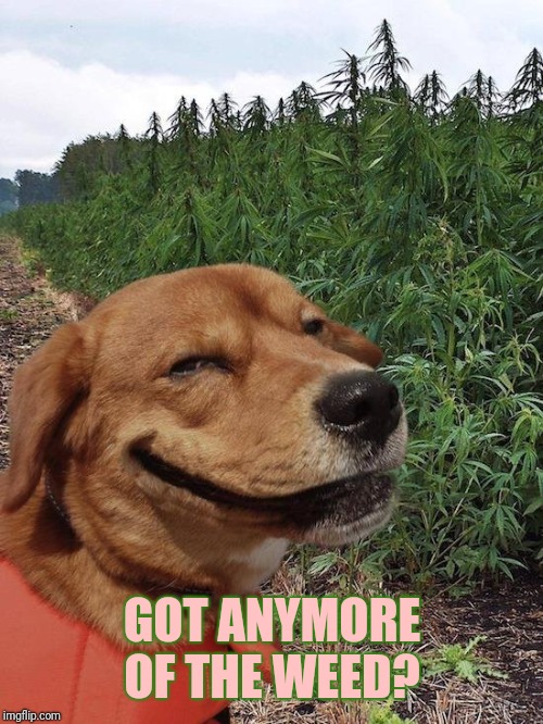 Weed Dog | GOT ANYMORE OF THE WEED? | image tagged in weed dog | made w/ Imgflip meme maker