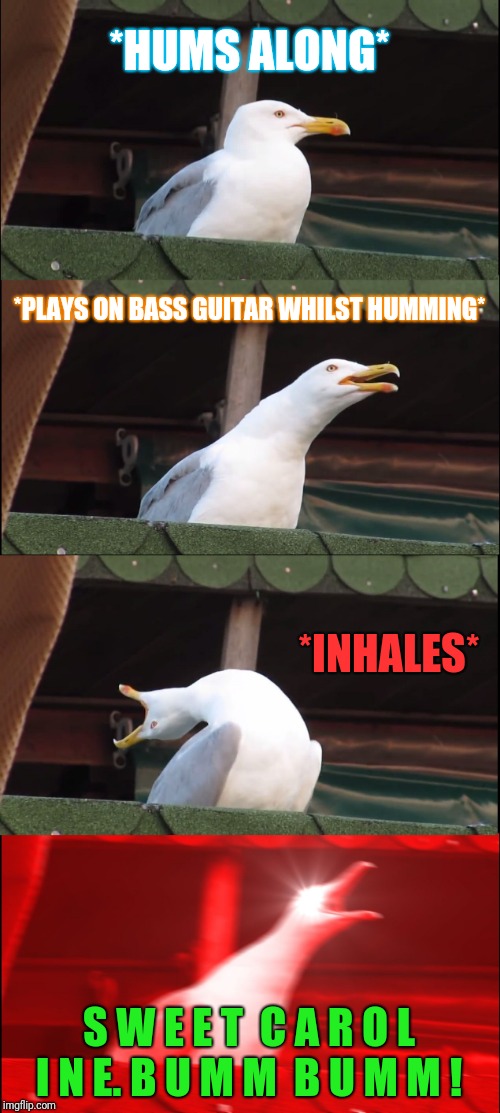 Inhaling Seagull Meme | *HUMS ALONG* *PLAYS ON BASS GUITAR WHILST HUMMING* *INHALES* S W E E T  C A R O L I N E. B U M M  B U M M ! | image tagged in memes,inhaling seagull | made w/ Imgflip meme maker