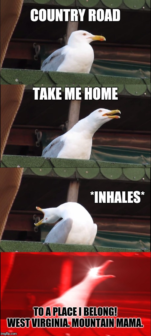 Inhaling Seagull Meme | COUNTRY ROAD TAKE ME HOME *INHALES* TO A PLACE I BELONG! WEST VIRGINIA. MOUNTAIN MAMA. | image tagged in memes,inhaling seagull | made w/ Imgflip meme maker