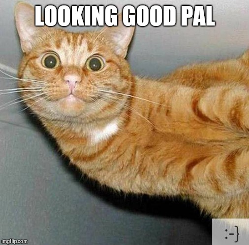 Fine as cat hair | LOOKING GOOD PAL | image tagged in fine as cat hair | made w/ Imgflip meme maker