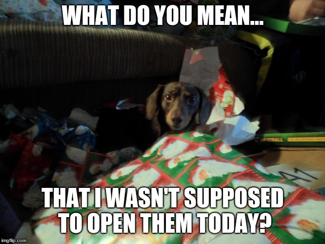 Wrapped up | WHAT DO YOU MEAN... THAT I WASN'T SUPPOSED TO OPEN THEM TODAY? | image tagged in dogs | made w/ Imgflip meme maker
