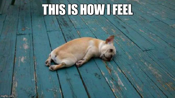 tired dog | THIS IS HOW I FEEL | image tagged in tired dog | made w/ Imgflip meme maker