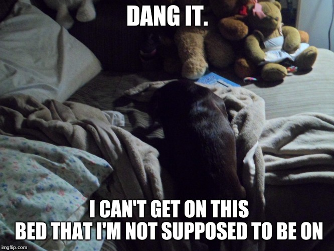 DANG IT. I CAN'T GET ON THIS BED
THAT I'M NOT SUPPOSED TO BE ON | image tagged in dog tries to get on bed | made w/ Imgflip meme maker