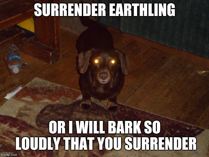 Invader from planet dog | SURRENDER EARTHLING; OR I WILL BARK SO LOUDLY THAT YOU SURRENDER | image tagged in dogs | made w/ Imgflip meme maker