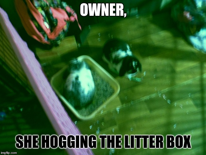 Hogging like a rabbit | OWNER, SHE HOGGING THE LITTER BOX | image tagged in bunny,cute | made w/ Imgflip meme maker